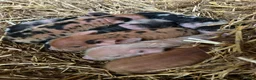Pig livestock for sale: Beautiful Kune Kune Piglets! Small for great pets! - Advert 1