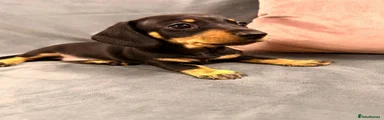 Miniature Dachshund 1