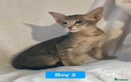 Oriental cats for sale: Gorgeous Oriental & Siamese kittens available - Image 2