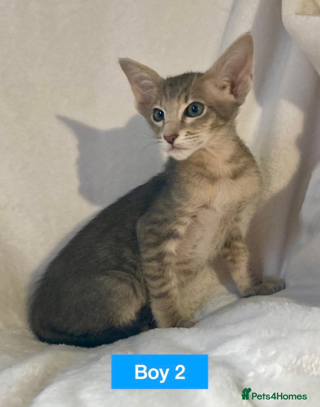 Oriental cats for sale: Gorgeous Oriental & Siamese kittens available - Image 2