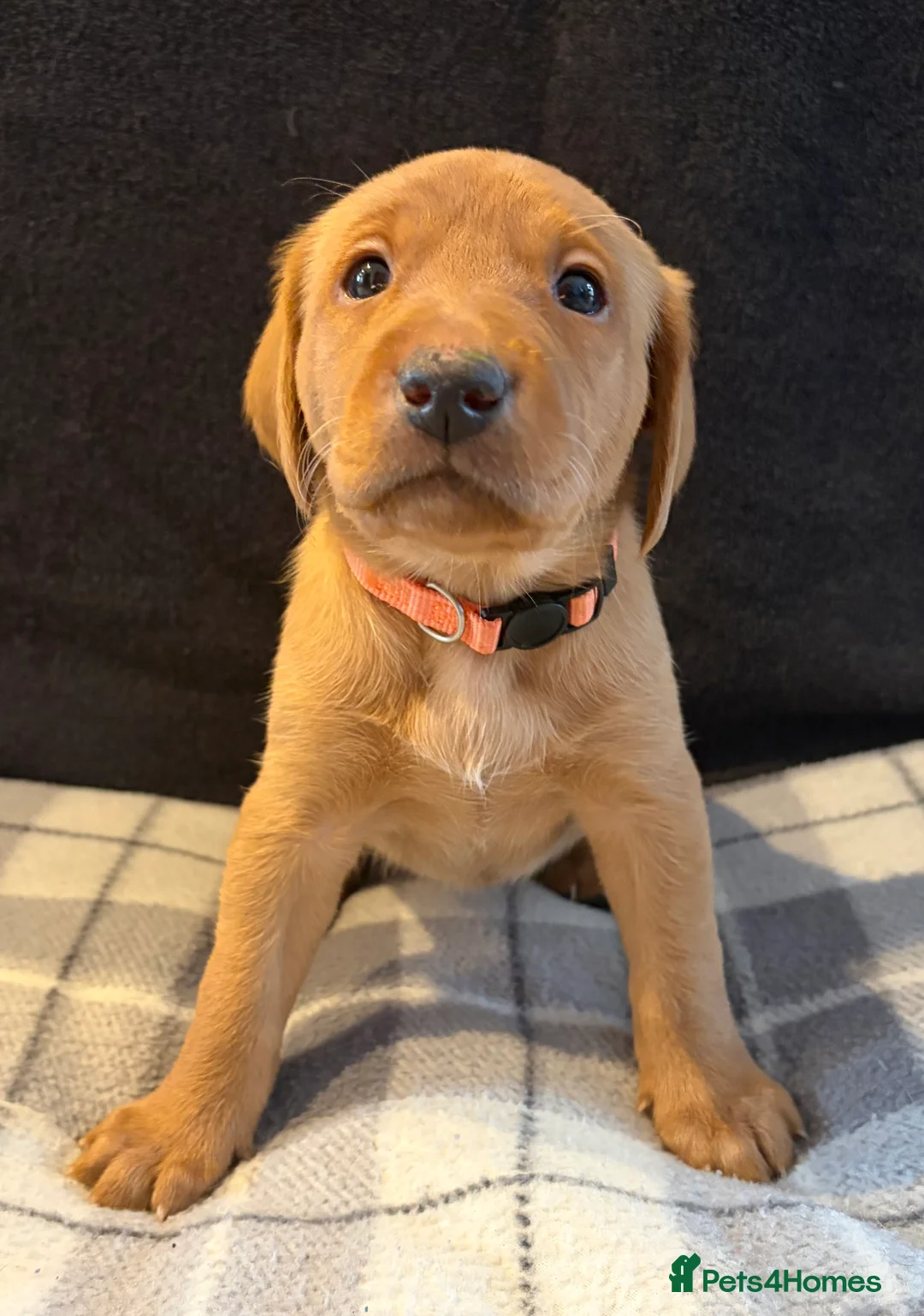 Labrador Retriever dogs for sale: Fox Red Labrador Puppies - Advert 3