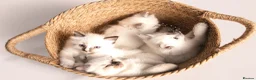 Ragdoll cats for sale: Beautiful Pedigree Ragdoll Kittens  - Advert 18