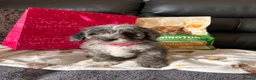 Cockapoo dogs for sale: Gorgeous cockapoo pups!! - Advert 9