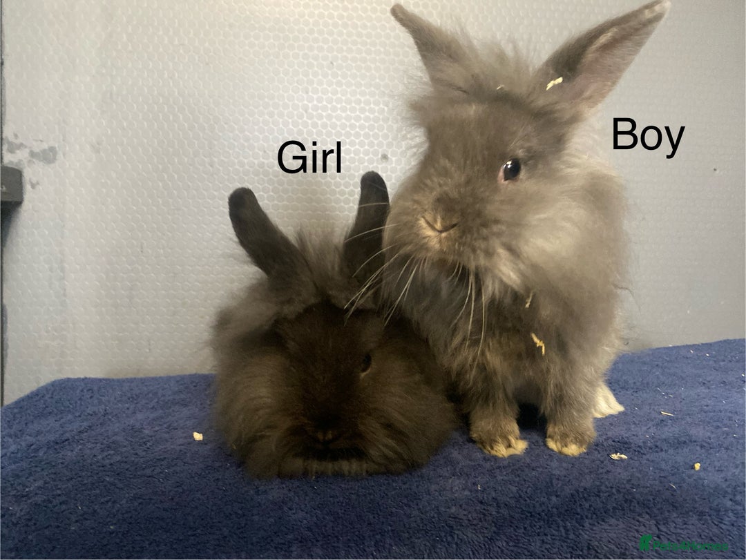 Mixed Breed rabbits for sale: baby rabbits for sale, lop cross lion heads in Corwen - Image 4