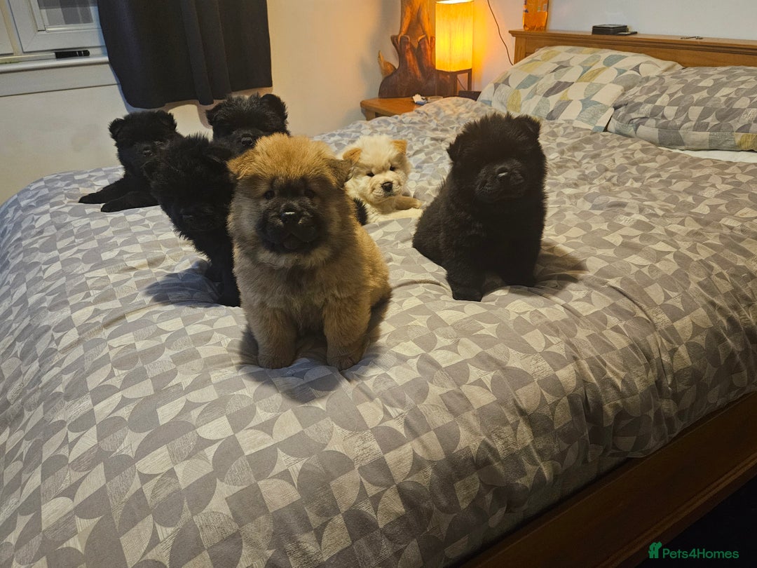 Chow Chow dogs for sale: Chow chow puppies  - Advert 2