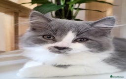 Maine Coon cats for sale: Maine coon cross persian  - Image 6