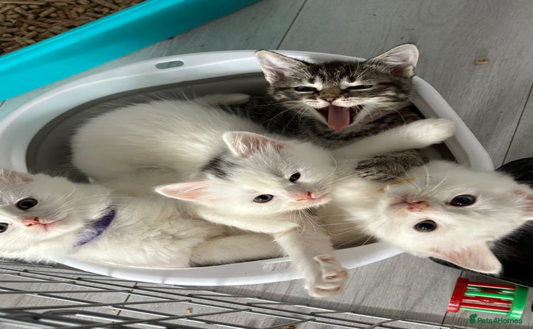 Ragdoll cats - Advert 3