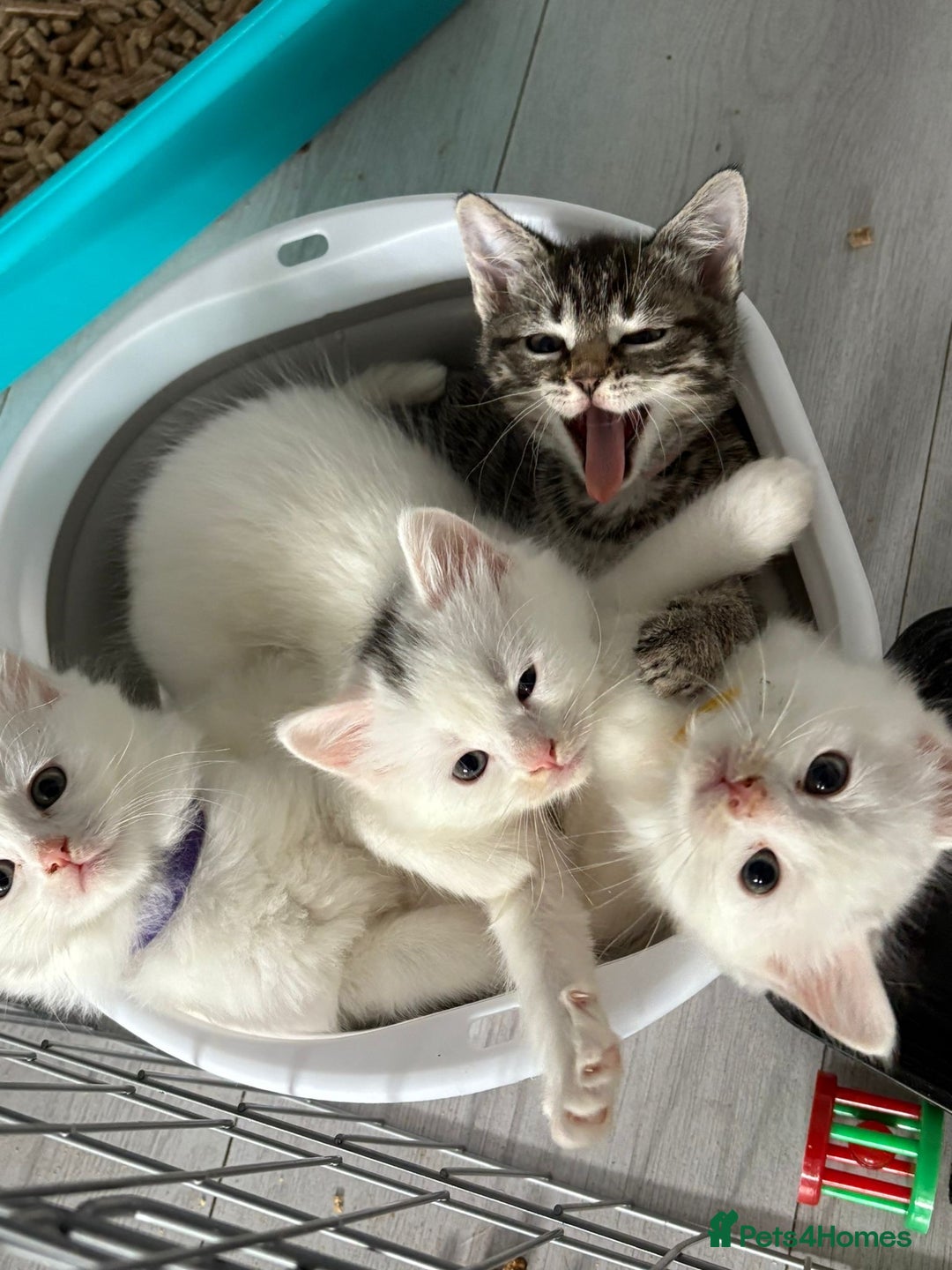 Ragdoll cats for sale: 2 left! Female Ragdoll mix kittens for sale  - Image 1