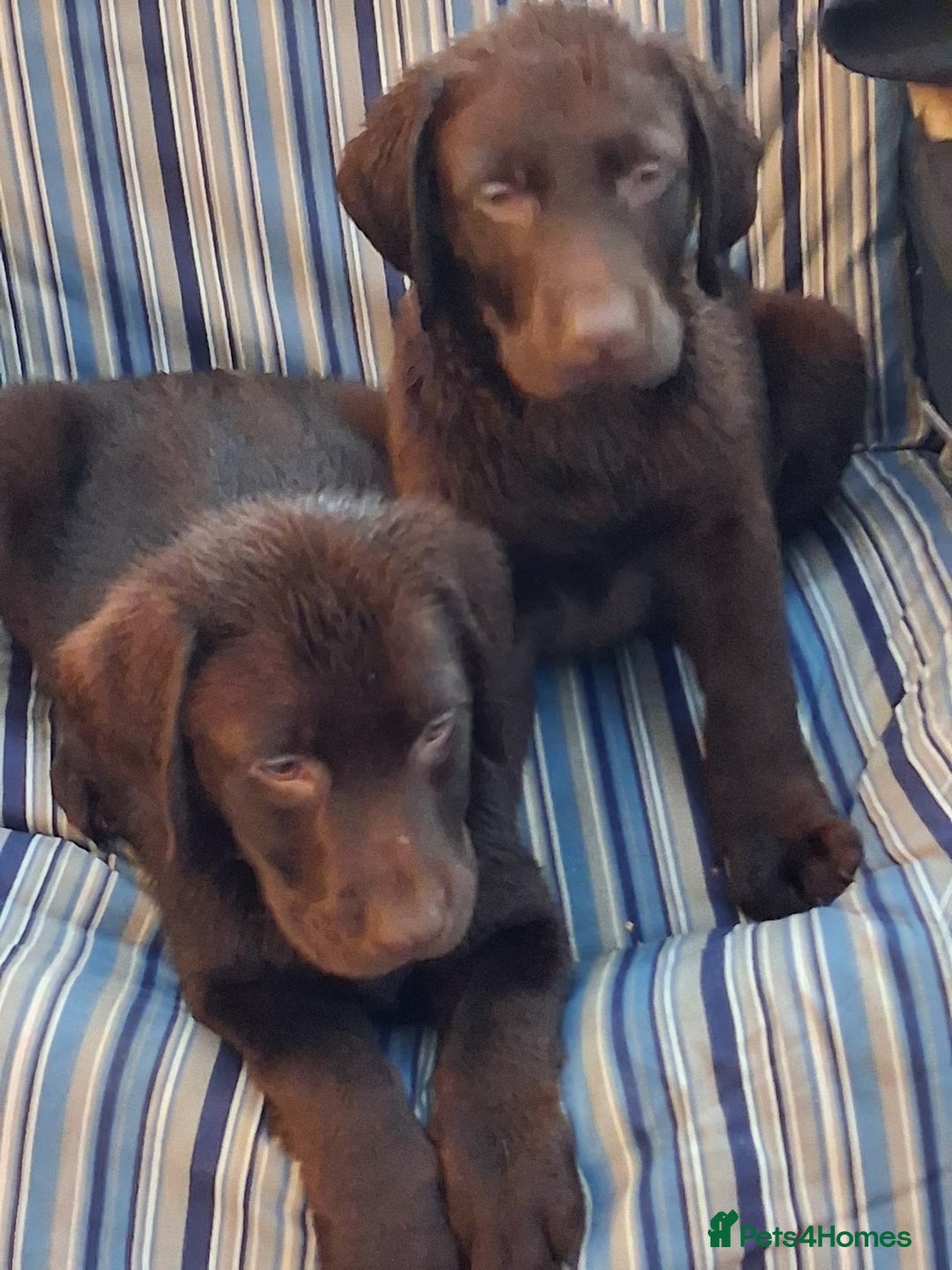 Labrador Retriever dogs for sale: Stunning big pedigree labrador puppies - Advert 4