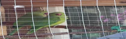 Parrots birds for sale: Male & Female Indian Ringneck Parrots  - Advert 6