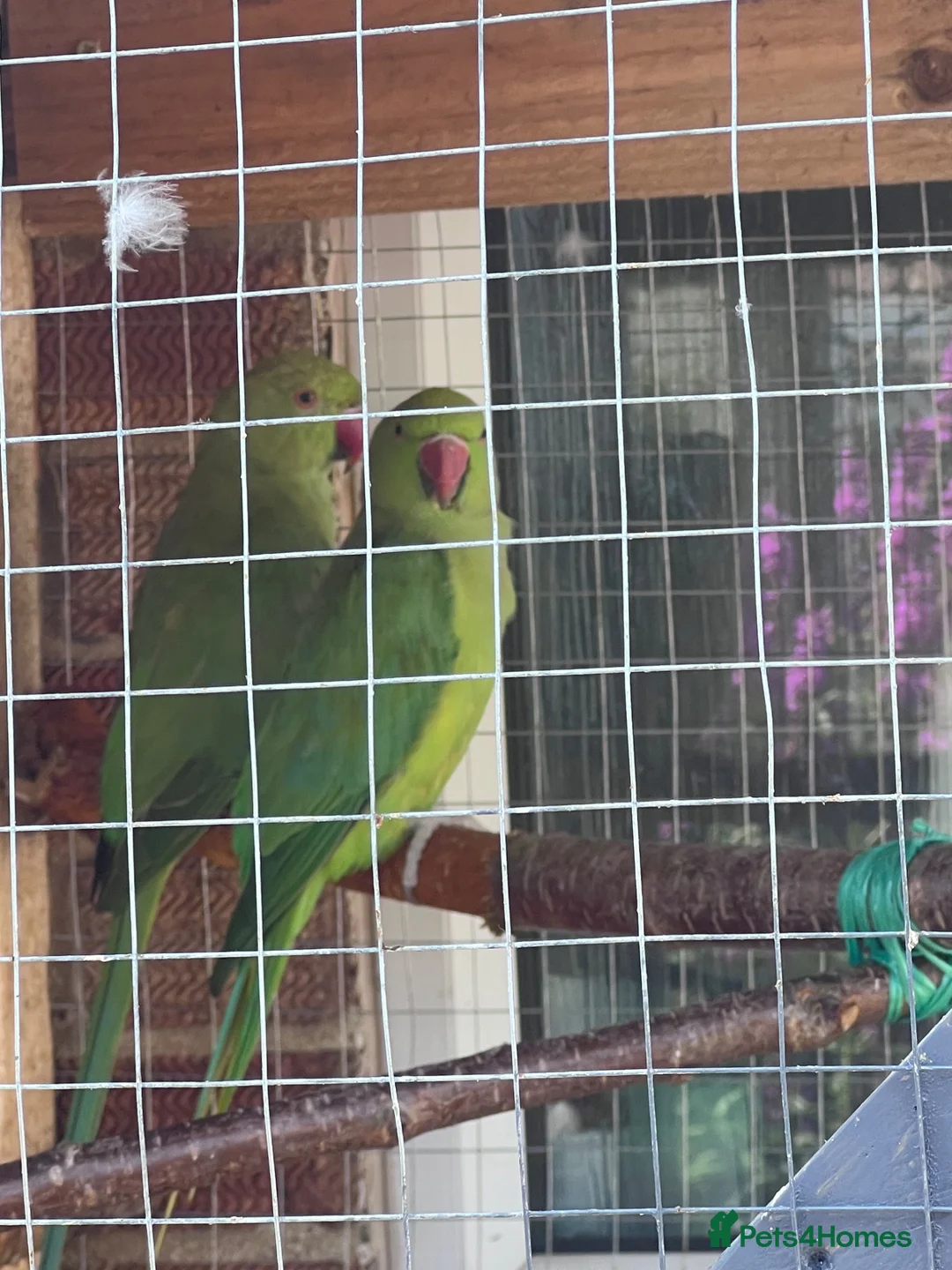 Parrots birds for sale: Male & Female Indian Ringneck Parrots  - Advert 6