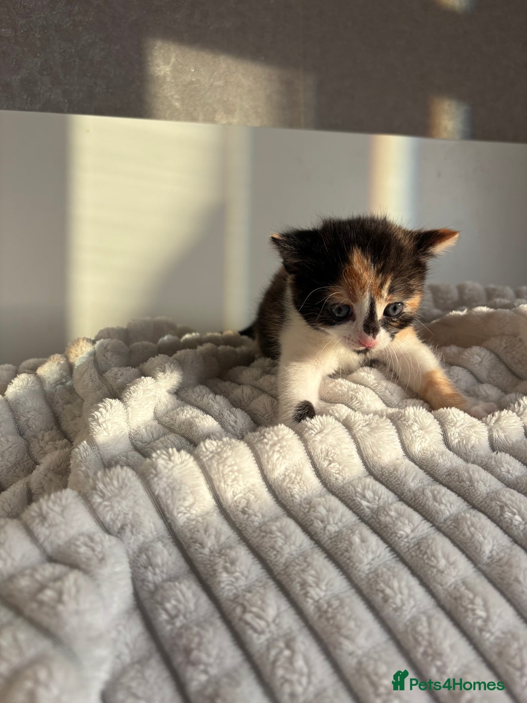 Mixed Breed cats for sale: 3 Gorgeous Kittens - Advert 9