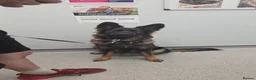 German Shepherd dogs for sale: German Shepherd Puppies in Northwich - Advert 20