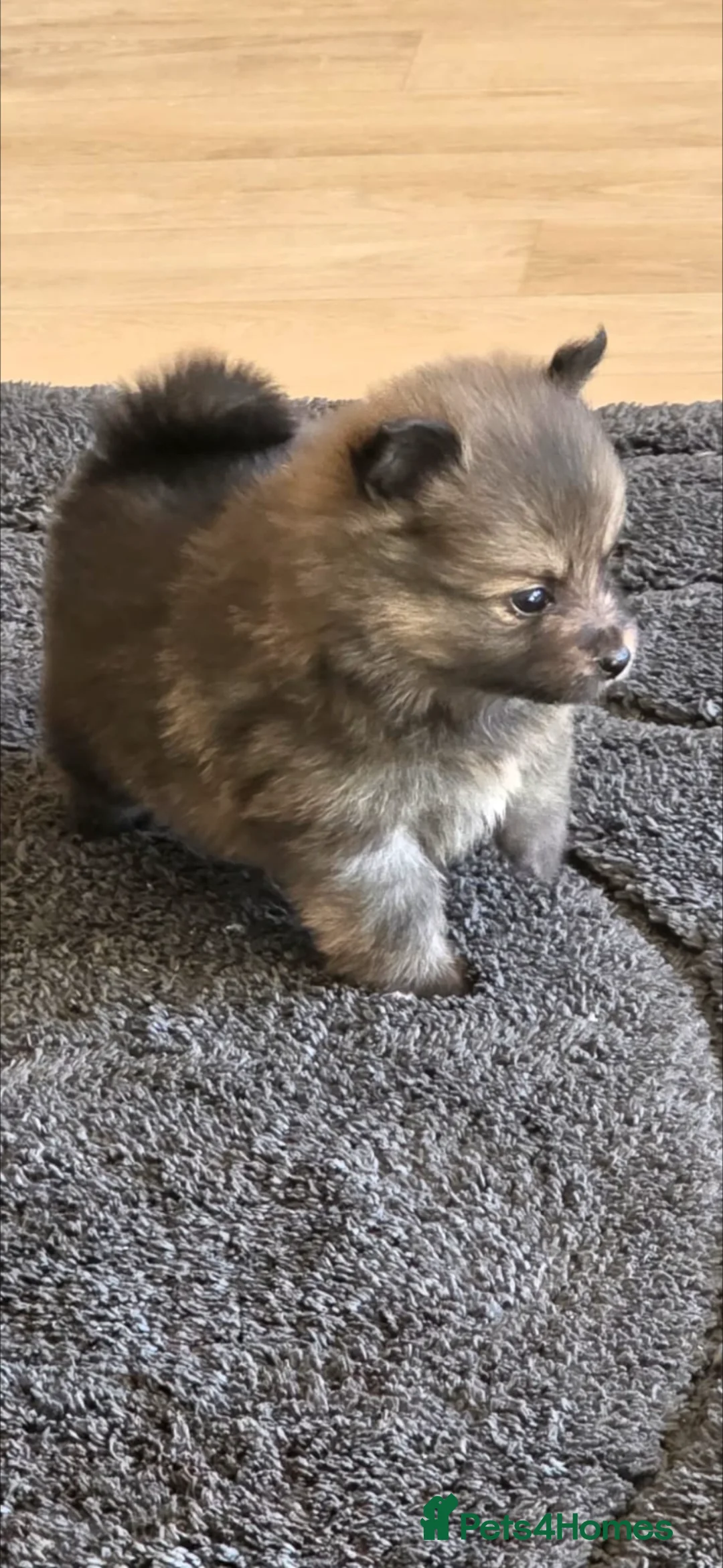 Pomeranian dogs for sale: Pomeranian  - Advert 1