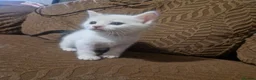 Mixed Breed cats for sale: Beautiful kittens READY TODAY  - Advert 11