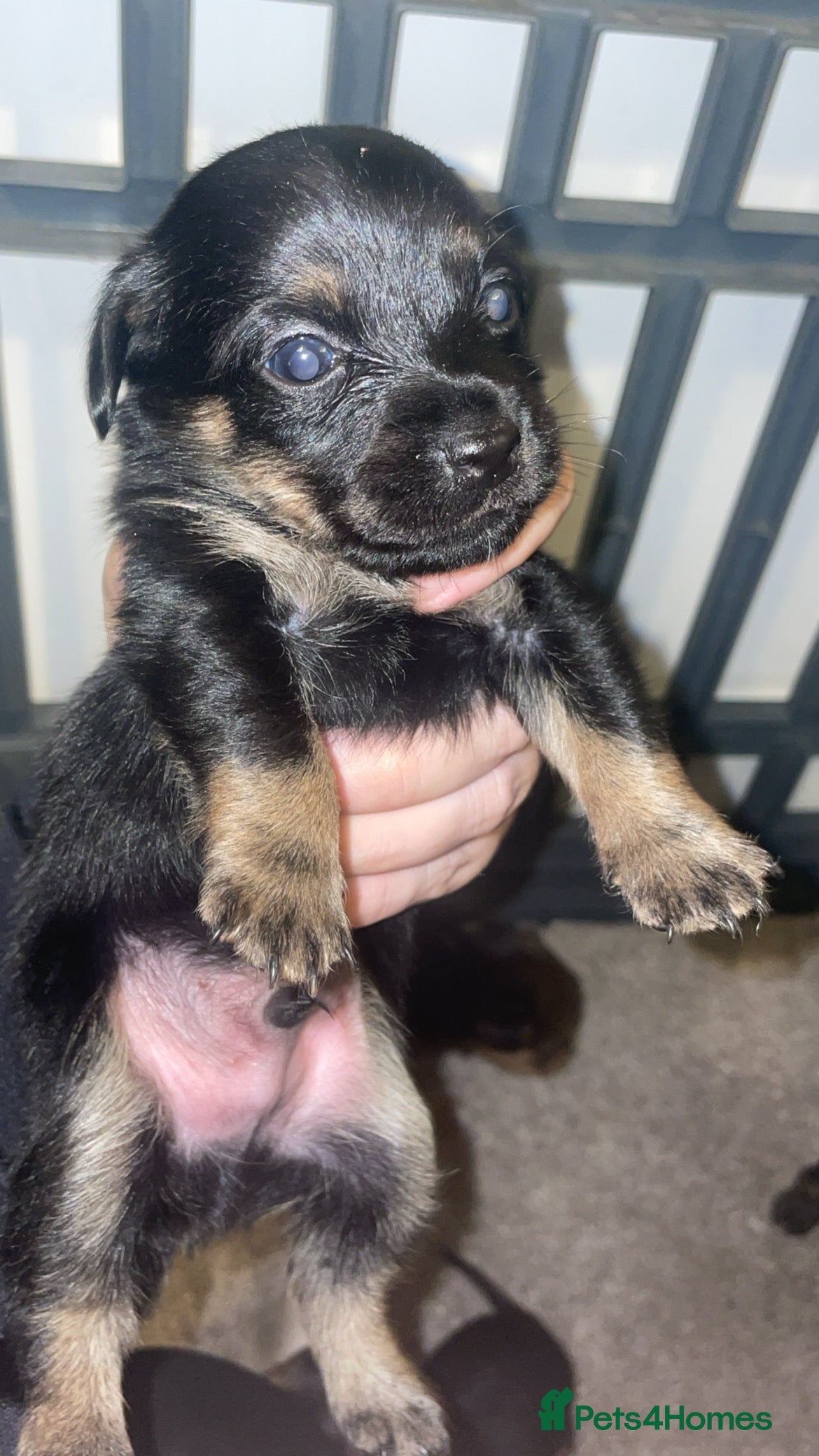 Mixed Breed dogs Jack Cross Yorkshire Terrier Pups - Advert 18