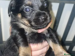 Mixed Breed dogs Jack Cross Yorkshire Terrier Pups - Advert 19