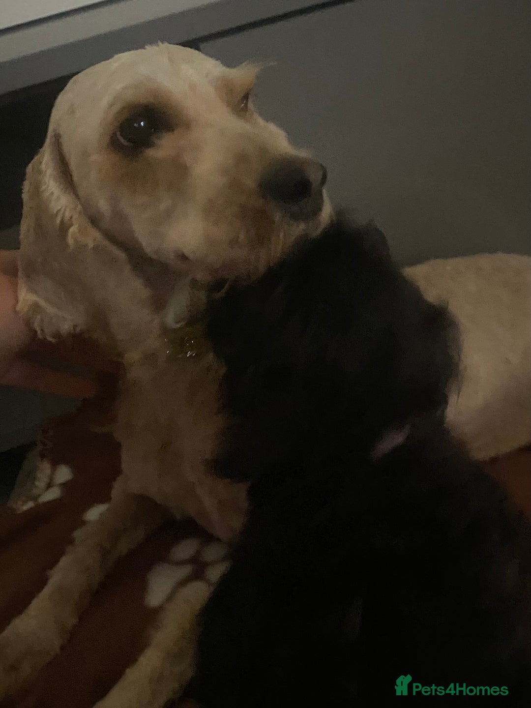 Cockapoo dogs for sale: Gorgeous American cockapoos  - Image 22