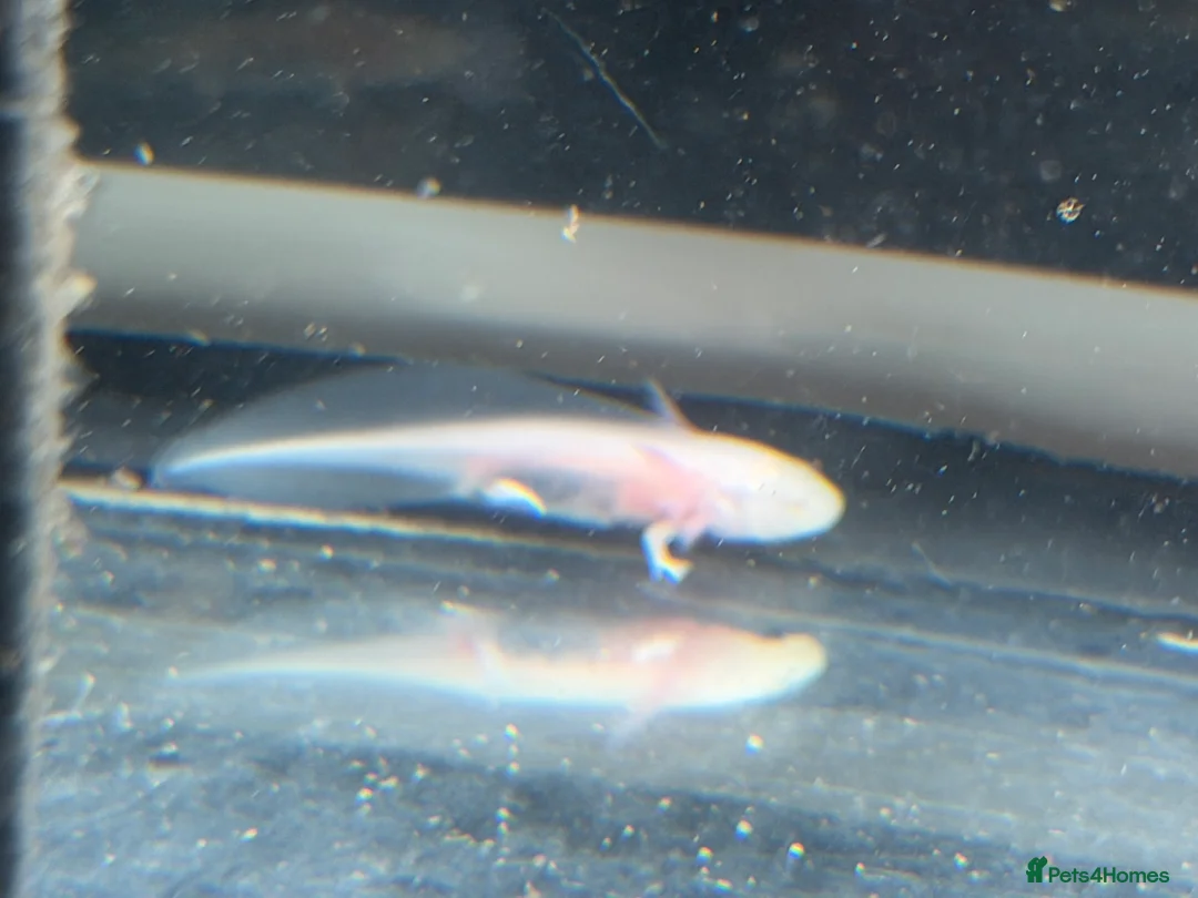 Axolotl reptiles for sale: Axolotl - Advert 10