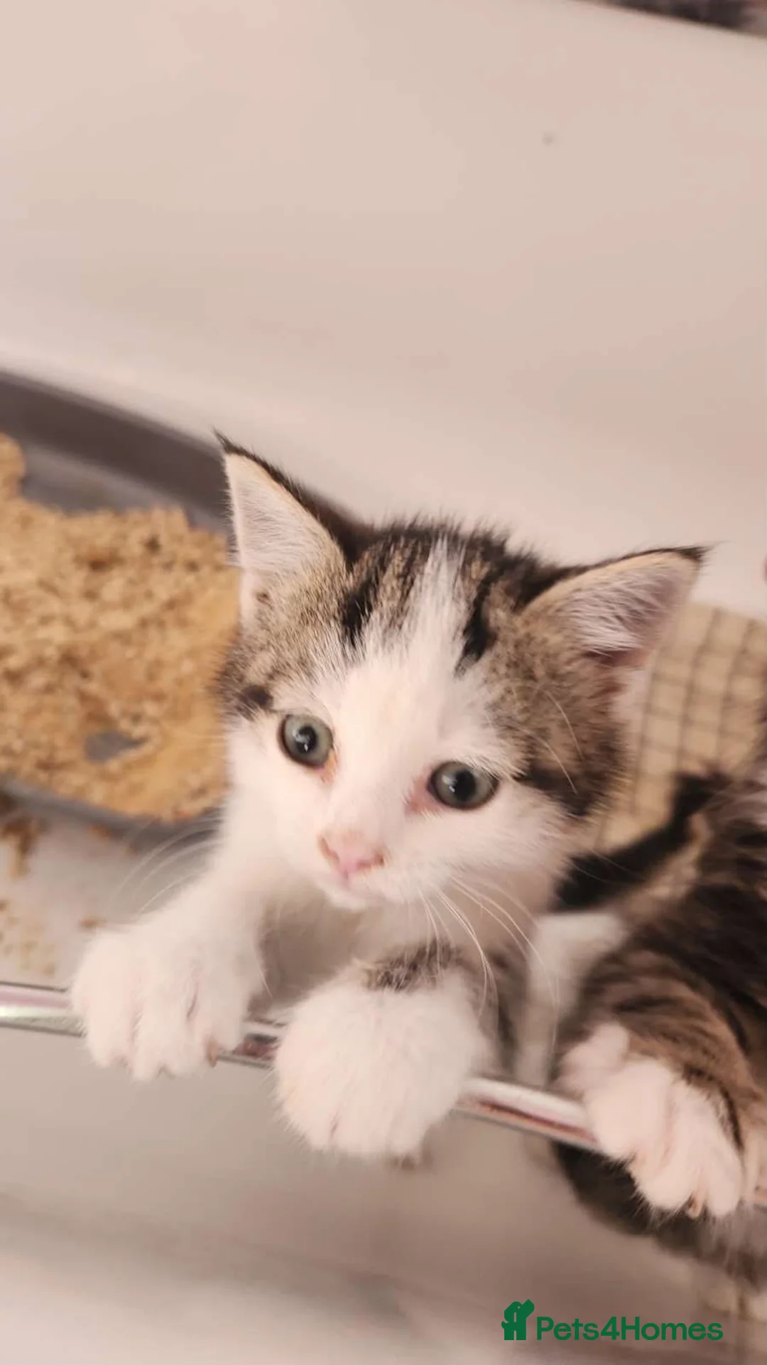 Mixed Breed cats for sale: 1 mixed breed kitten for sale  in Bridgwater - Advert 1