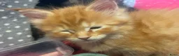Maine Coon cats for sale: Maine coon ready 11th june - Advert 5