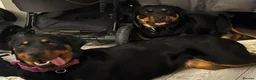 Rottweiler dogs for sale: Pair of rottweiler bitches - Advert 6