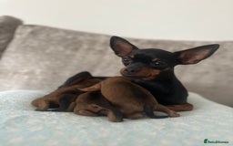 Miniature Pinscher dogs for sale: LAST PUP! Exceptional Miniature Pinscher Puppies - Image 3