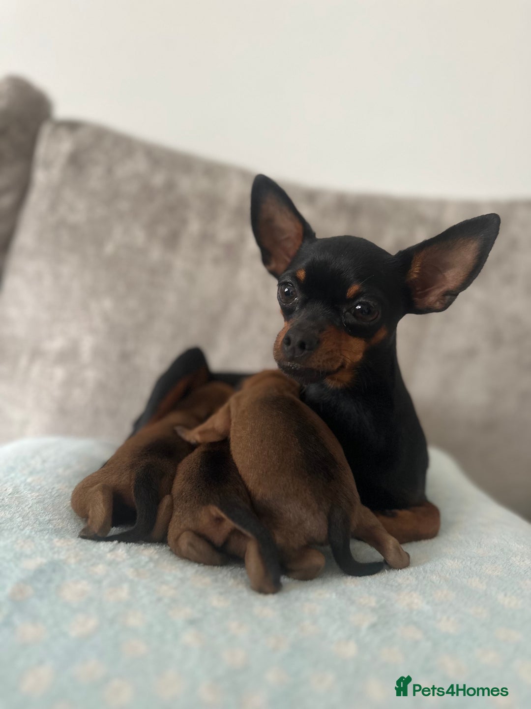 Miniature Pinscher dogs for sale: LAST PUP! Exceptional Miniature Pinscher Puppies - Image 3