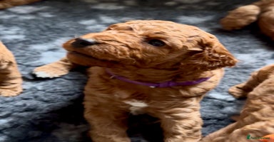 Cockapoo dogs - Advert 5