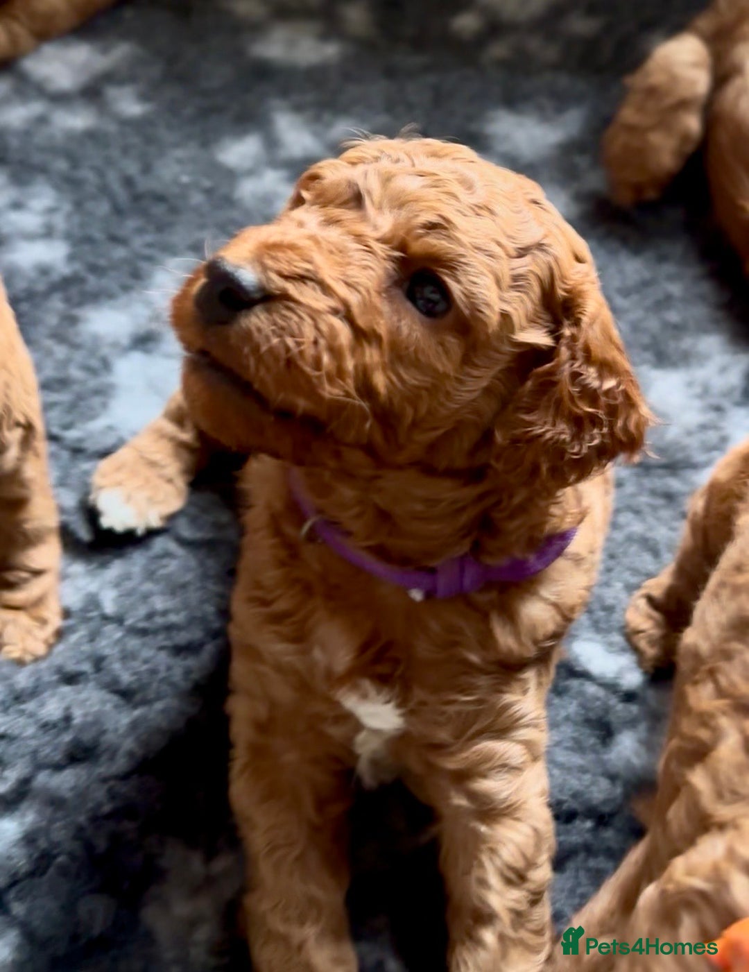 Cockapoo dogs for sale: Stunning Fox Red F1B Cockapoos only 1 girls left - Image 7