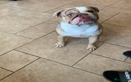 English Bulldog dogs for sale: English bulldog girl  - Image 5