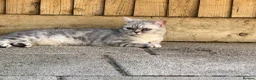 British Shorthair cats for sale: Nala  - Advert 5