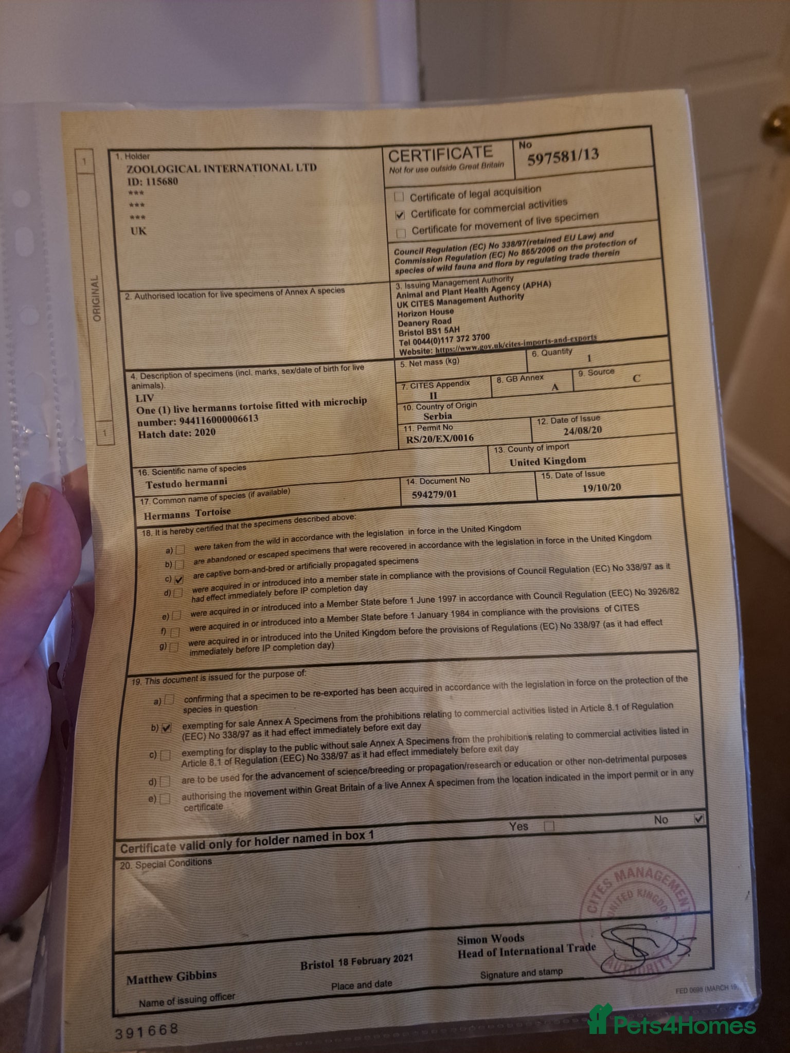 Hermann Tortoise reptiles Hermanns tortoise  - Advert 2