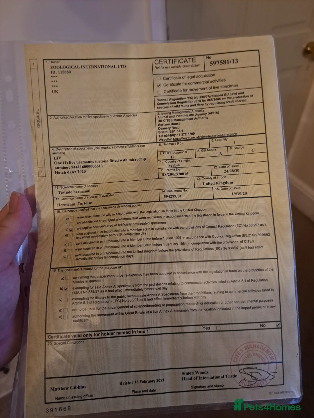 Hermann Tortoise reptiles for sale: Hermanns tortoise  - Advert 2