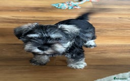 Miniature Schnauzer dogs for sale:  kc/Bva eye tested clear vet checked & certificate - Advert 11