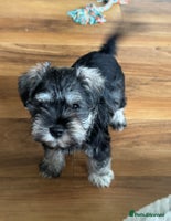 Miniature Schnauzer dogs - Advert 3