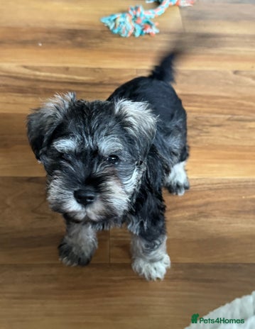 Miniature Schnauzer dogs - Advert 1