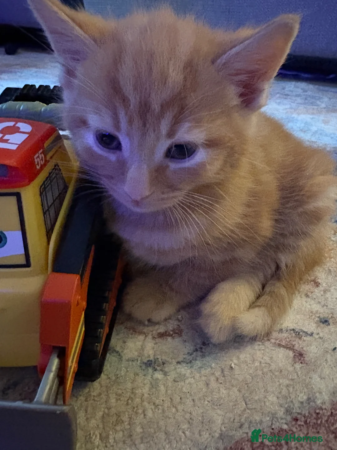 Mixed Breed cats for sale: 5 gorgeous kittens - Advert 14