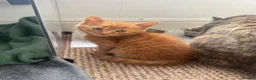 Mixed Breed cats for sale: 4 playful kittens ready for their new home - Advert 10