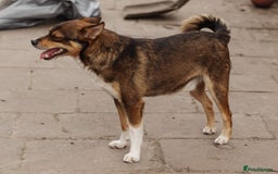 Mixed Breed dogs for adoption: 💙🐶 CHICO 🐶💙 - Image 7