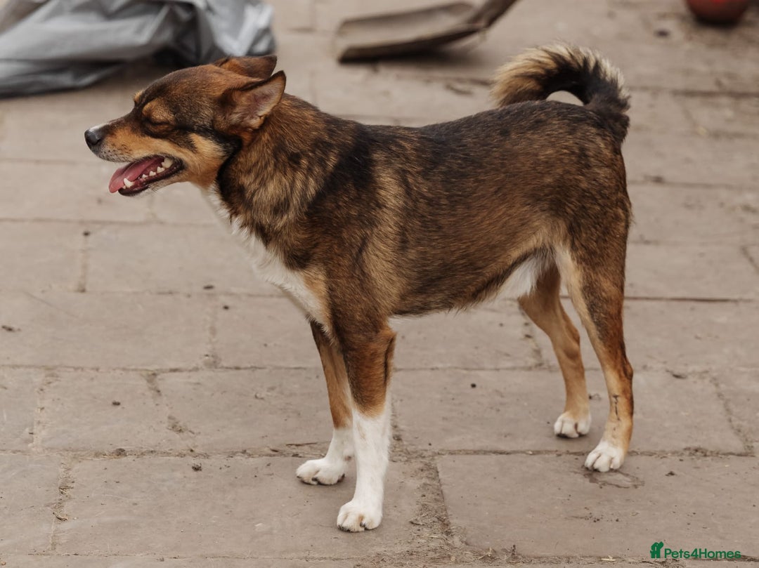 Mixed Breed dogs for adoption: 💙🐶 CHICO 🐶💙 - Image 7