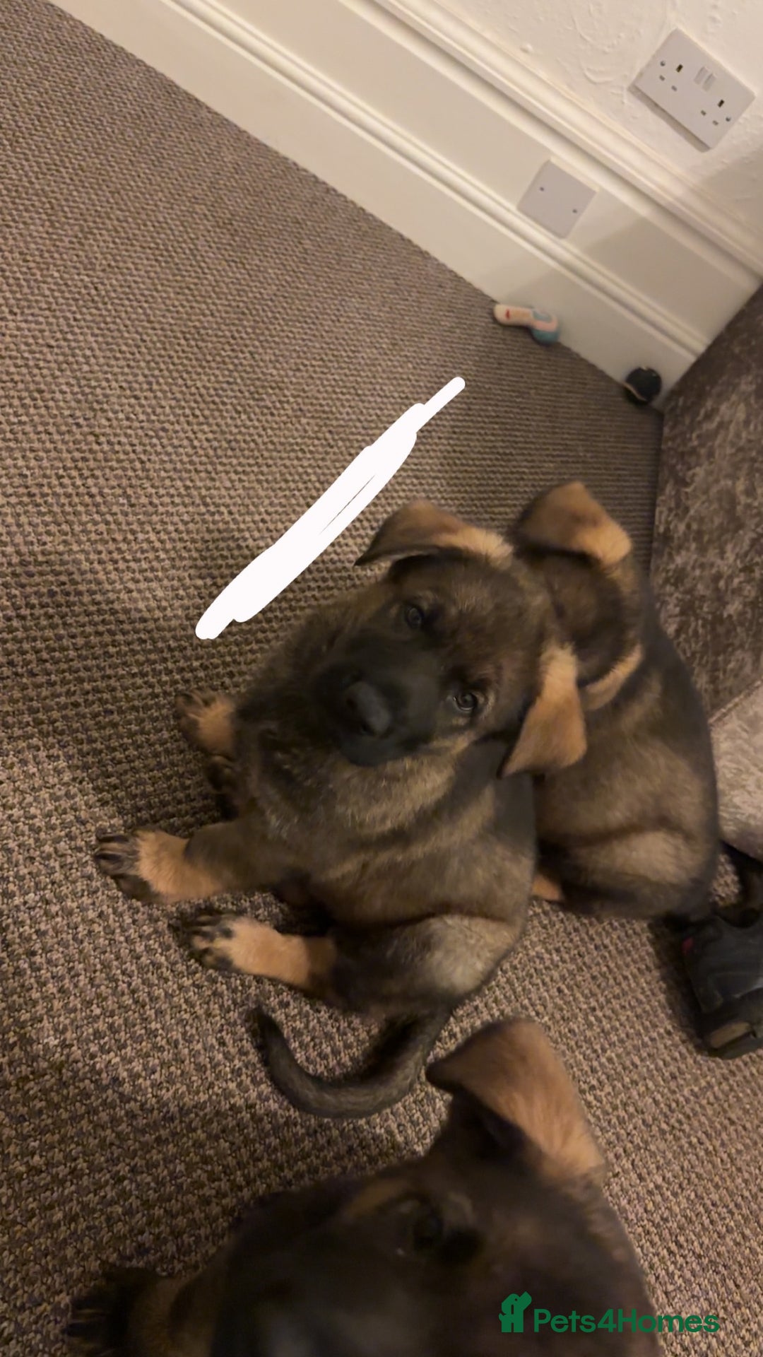 German Shepherd dogs for sale: 1 beautiful female German shepher kc reg working - Advert 20