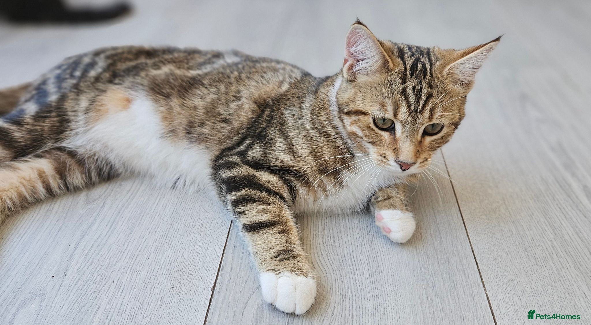 British Shorthair cats Stunning half Main Coon kitten for lower price  - Advert 14