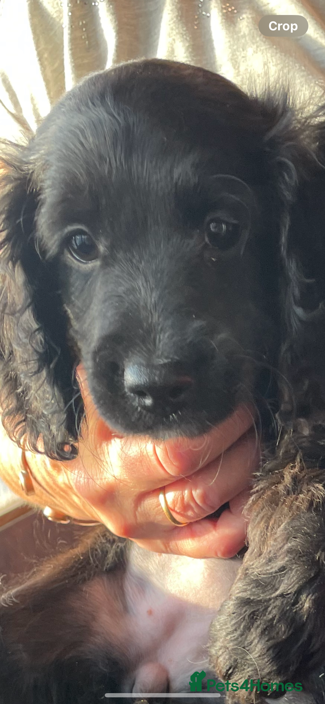 Cockapoo dogs for sale: Cockapoo Pups - Image 4