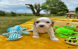 Cocker Spaniel dogs for sale: Farm Bred - Docked - Working Cocker Pups in Peterborough - Image 8