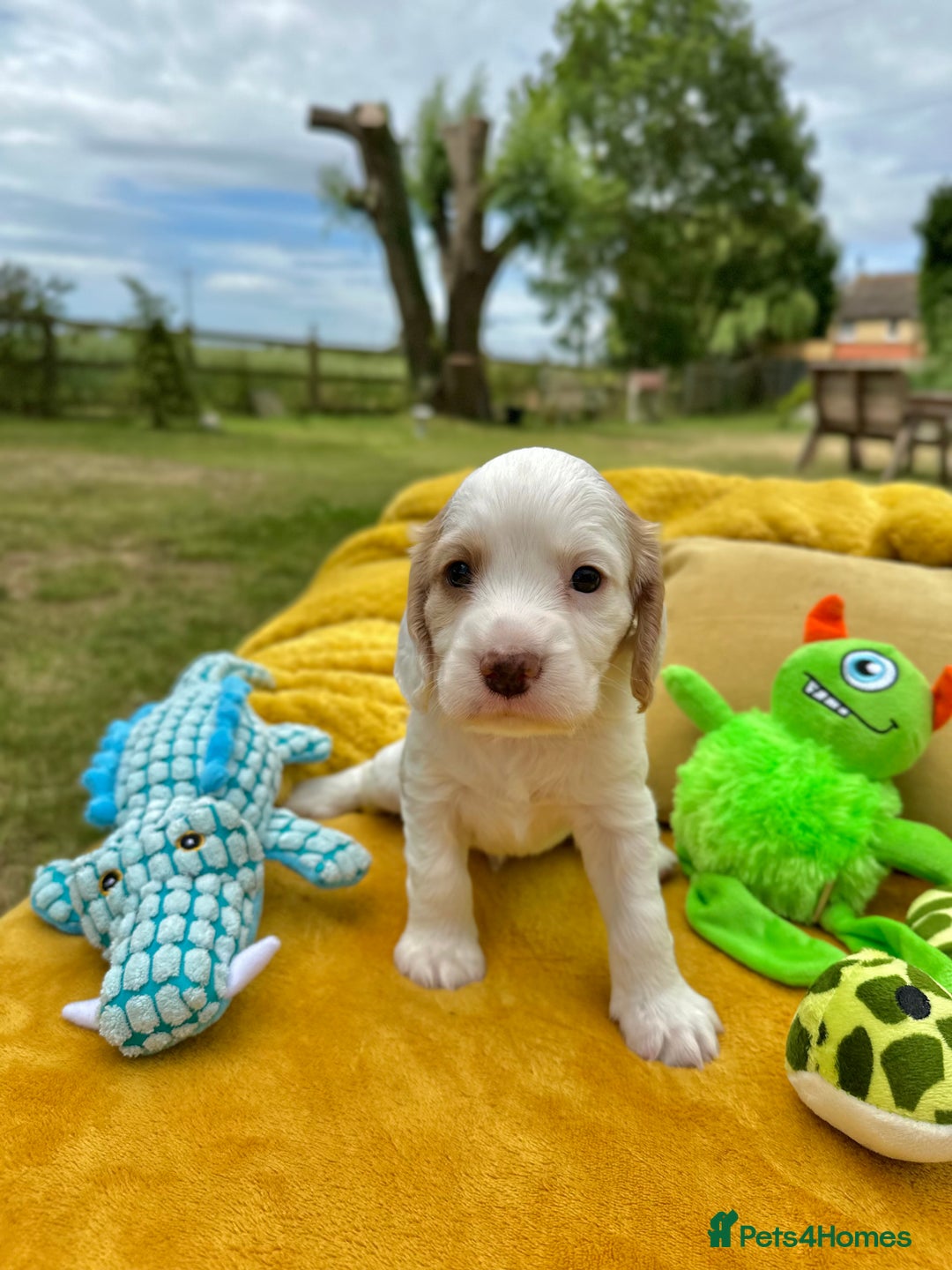 Cocker Spaniel dogs for sale: Farm Bred - Docked - Working Cocker Pups in Peterborough - Image 8