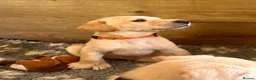 Labrador Retriever dogs for sale: Beautiful KC Reg Labrador Puppies: Ready 1st May - Advert 17