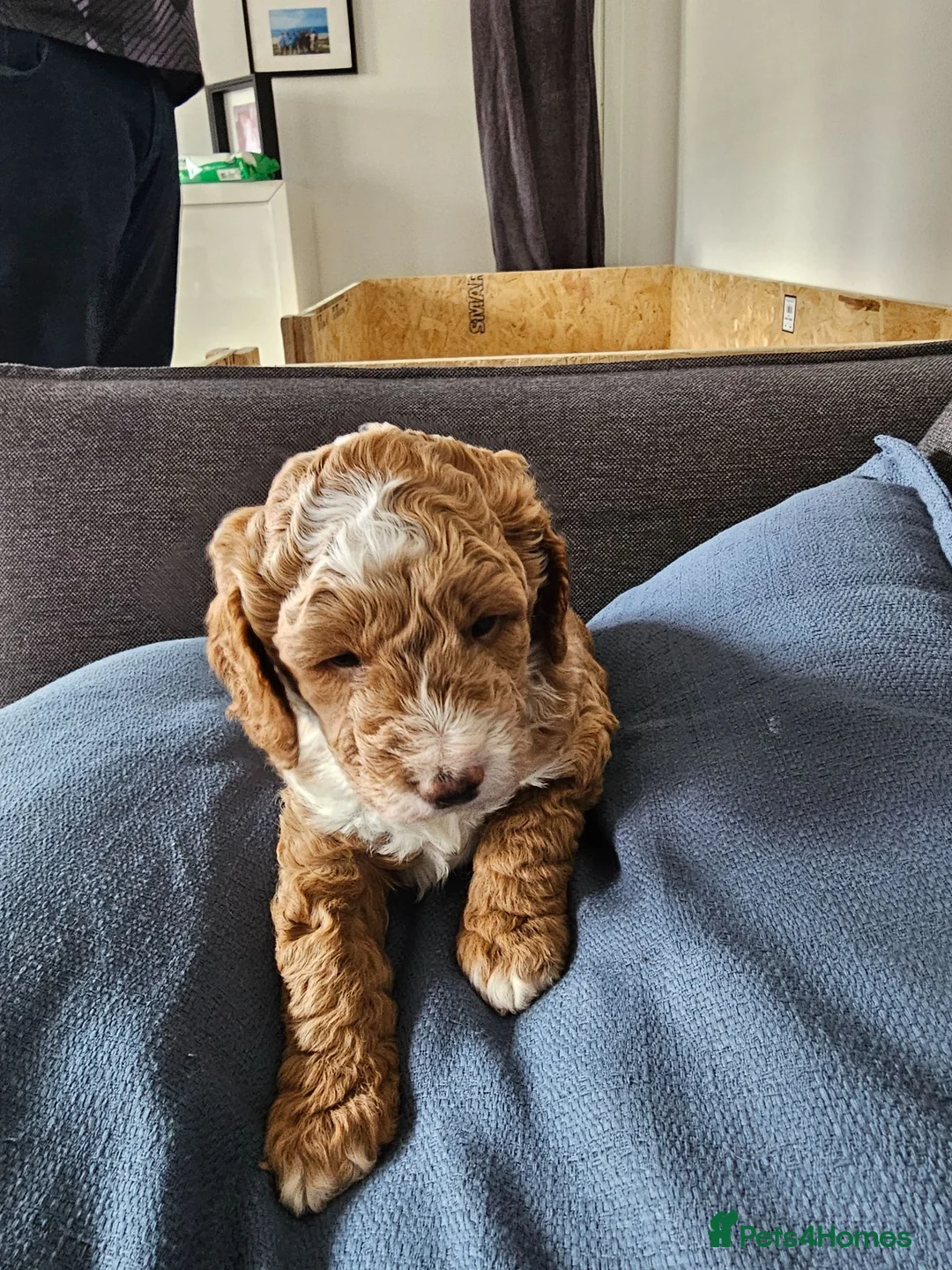 Cockapoo dogs for sale: 3 cockpoos for sale - Advert 2