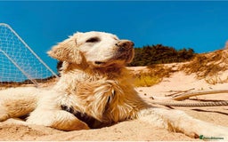 Golden Retriever dogs for stud: KC English Cream Golden Retriever Stud - Image 27