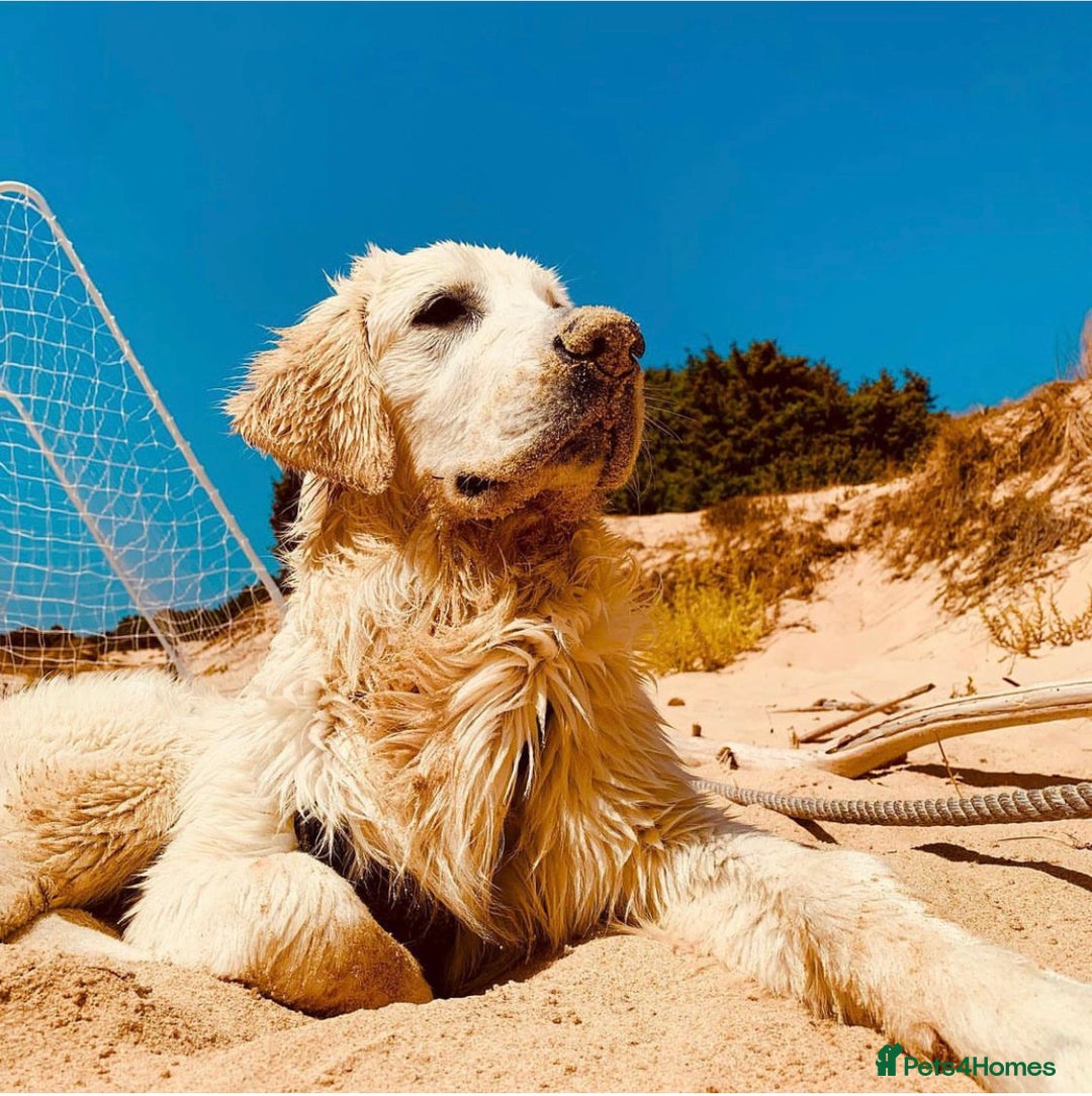 Golden Retriever dogs for stud: KC English Cream Golden Retriever Stud - Image 27